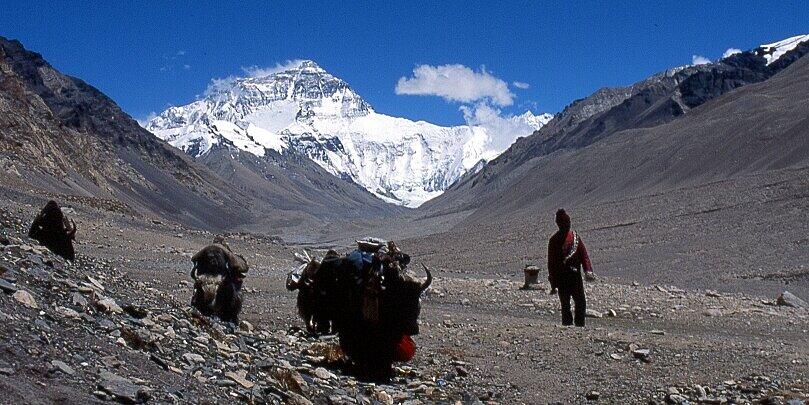 Eine Yak-Karawane vor dem Mount Everest.