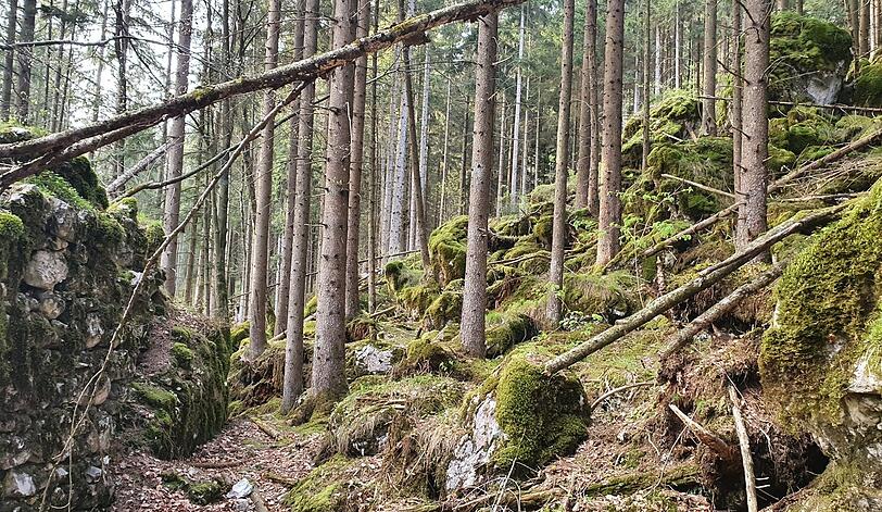 Wo Moos wächst, ist die Umgebung gesund. Hier ein Waldstück am Hallthurm zwischen Bayerisch Gmain und Bischofswiesen.