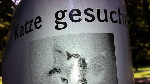 Vermisst: Die weiße Katze mit den braunen Flecken...