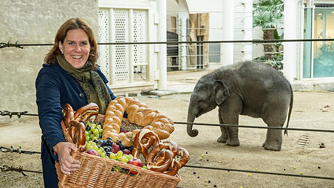 Verena Dietl, Bürgermeisterin von München und Aufsichtsratsvorsitzende des Tierparks, gratuliert Elefant Otto im Tierpark Hellabrunn zum Geburtstag.