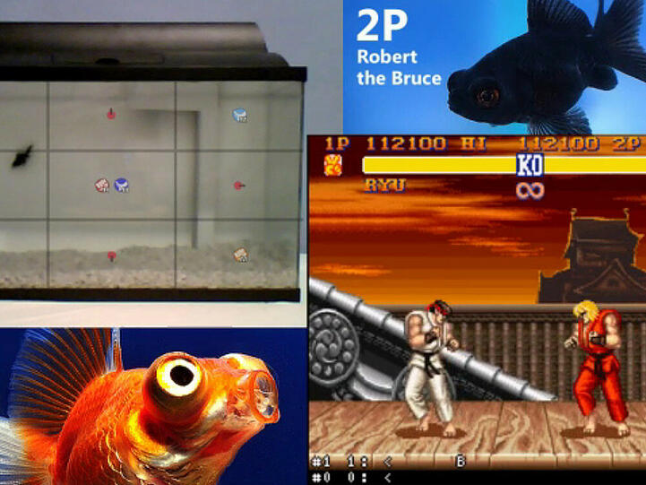 Ungewöhnliches Projekt: Fische spielen das Beat 'em Up "Street Fighter II: Champion Edition"