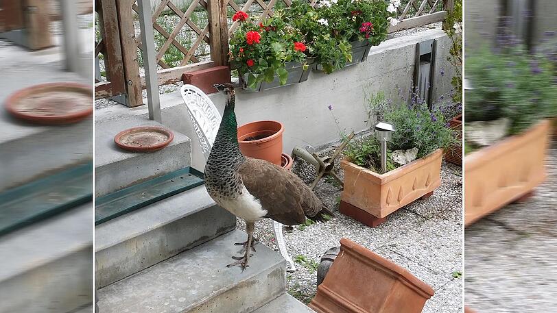 Keine Statue: Dieser schöne Pfau erkundet in Haidhausen die Gartenlandschaft.