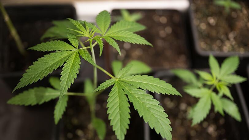 Bundesinnenminister Alexander Dobrindt (CSU) hat das von der Ampel-Koalition beschlossene Cannabisgesetz als "Schei&szlig;gesetz" bezeichnet. (Symbolbild)