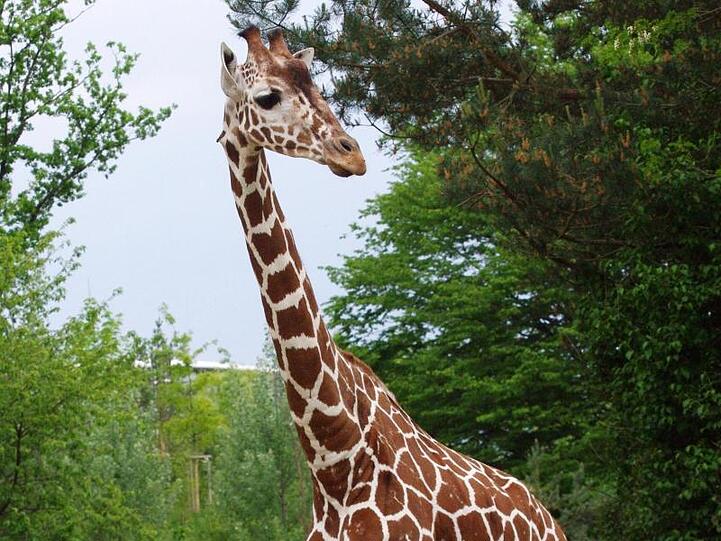 Giraffenbulle Leon in seinem Gehege. Foto: Helmut Mägdefrau/Tiergarten Nürnberg/Archiv