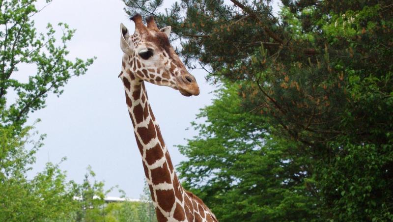 Giraffenbulle Leon in seinem Gehege. Foto: Helmut Mägdefrau/Tiergarten Nürnberg/Archiv Giraffenbulle Leon in seinem Gehege. Foto: Helmut Mägdefrau/Tiergarten Nürnberg/Archiv