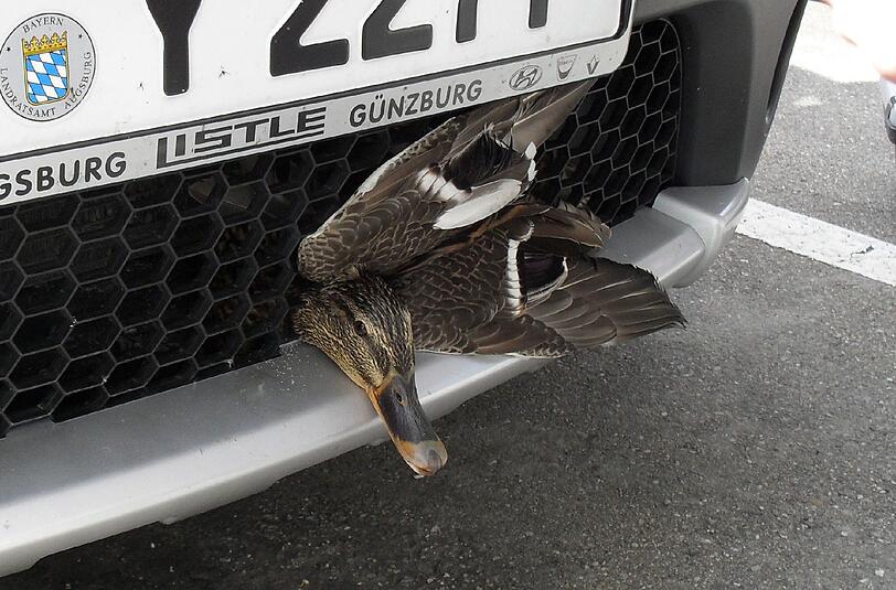 Die Ente steckt im Kühlergrill: Nach einem Unfall mit einem Auto ist das Tier im Kühlergrill gelandet und wurde fast nicht verletzt.