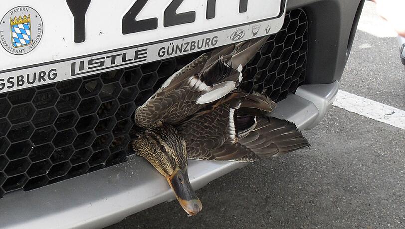 Die Ente steckt im Kühlergrill: Nach einem Unfall mit einem Auto ist das Tier im Kühlergrill gelandet und wurde fast nicht verletzt. Die Ente steckt im Kühlergrill: Nach einem Unfall mit einem Auto ist das Tier im Kühlergrill gelandet und wurde fast nicht verletzt.