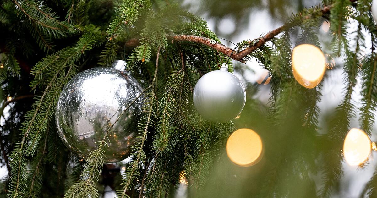 Weihnachtsbaum-vor-Rathaus-umges-gt-vierstelliger-Schaden