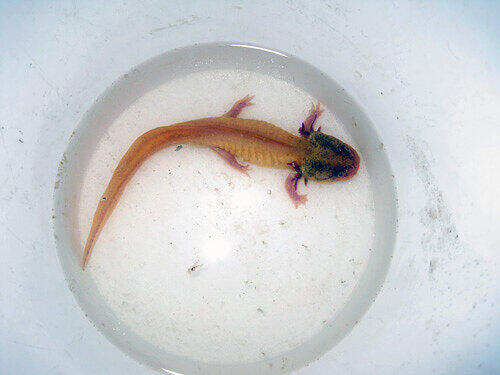 Die goldene Farbe hat es gerettet: das Axolotl aus der Messie-Wohnung.