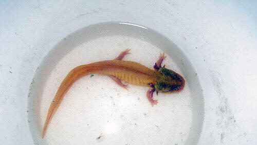 Die goldene Farbe hat es gerettet: das Axolotl aus der Messie-Wohnung. Die goldene Farbe hat es gerettet: das Axolotl aus der Messie-Wohnung.
