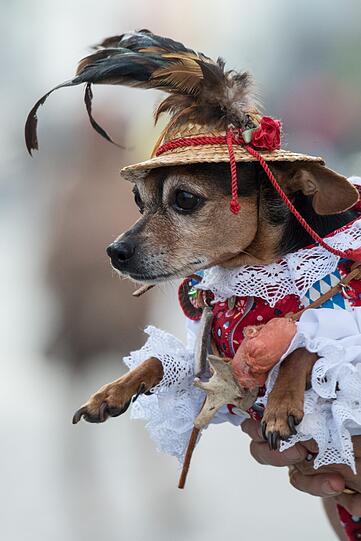 Hä? Was ist denn hier los? Da hat doch tatsächlich jemand einen Hund in ein Dirndl gesteckt. Was ned ois gibt.