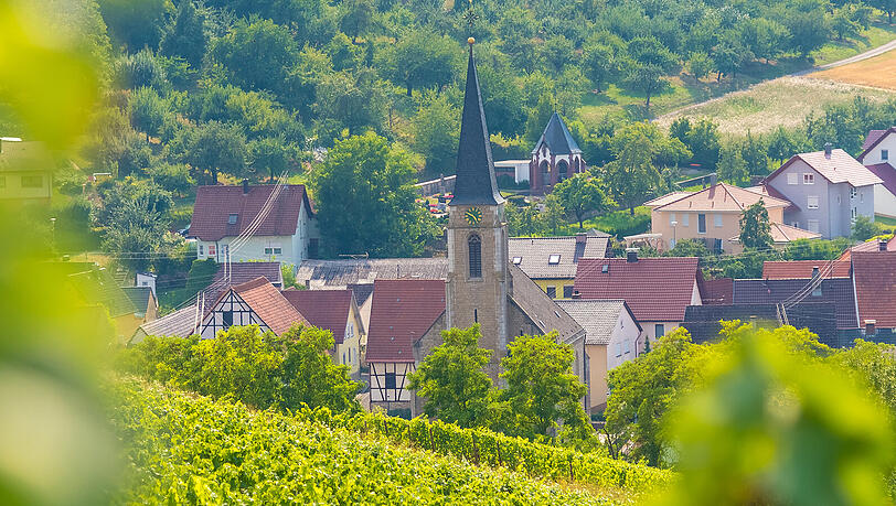 Weinort Beckstein - nur im Tauber- und Vorbachtal darf die alte Rotweinsorte Tauberschwarz angebaut werden. Weinort Beckstein - nur im Tauber- und Vorbachtal darf die alte Rotweinsorte Tauberschwarz angebaut werden.