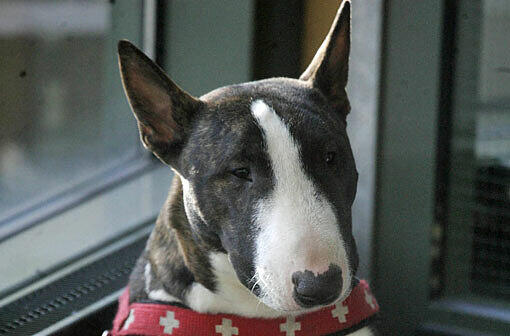 Ein Bullterrier wie dieser hat in Zolling zugebissen. (Archivbild)