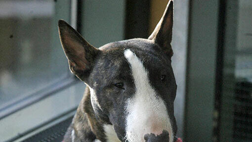 Ein Bullterrier wie dieser hat in Zolling zugebissen. (Archivbild) Ein Bullterrier wie dieser hat in Zolling zugebissen. (Archivbild)