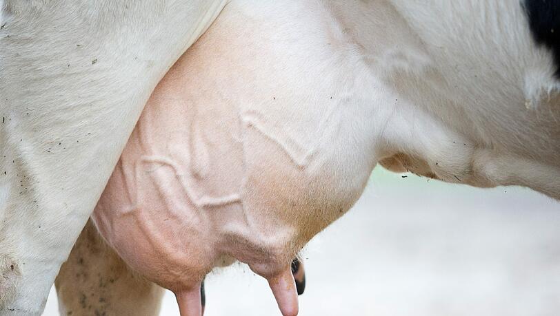 Die Milchpreise in ganz Europa waren in den vergangenen Monaten wegen eines Überangebots im Keller. Viele Milchbauern sind in ihrer Existenz bedroht. Foto: Friso Gentsch/Archiv Die Milchpreise in ganz Europa waren in den vergangenen Monaten wegen eines Überangebots im Keller. Viele Milchbauern sind in ihrer Existenz bedroht. Foto: Friso Gentsch/Archiv