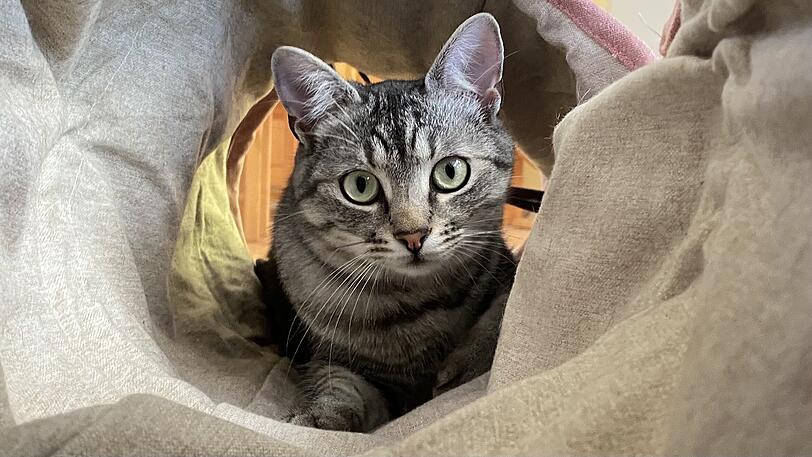 Sammy