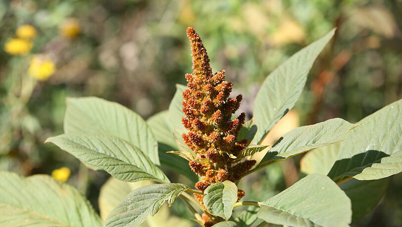 Die botanische Vielfalt auf so einer Wildwiese ist groß ... Die botanische Vielfalt auf so einer Wildwiese ist groß ...