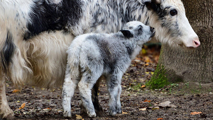 Hausyaks habe ein zotteliges Fell, das sie vor eisigen Temperaturen schützt. Bei den Kleinen muss es erst noch wachsen.