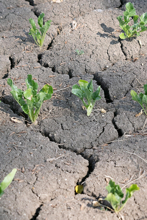 Nach anhaltender Trockenheit sind auf einem Acker Risse im Boden entstanden. Wenn darauf Starkregen fällt, fließt das Wasser oberflächlich ab. Nach anhaltender Trockenheit sind auf einem Acker Risse im Boden entstanden. Wenn darauf Starkregen fällt, fließt das Wasser oberflächlich ab.