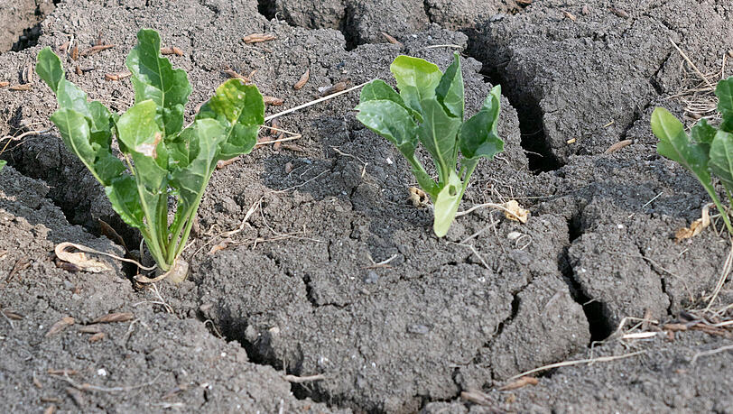 Nach anhaltender Trockenheit sind auf einem Acker Risse im Boden entstanden. Wenn darauf Starkregen fällt, fließt das Wasser oberflächlich ab. Nach anhaltender Trockenheit sind auf einem Acker Risse im Boden entstanden. Wenn darauf Starkregen fällt, fließt das Wasser oberflächlich ab.