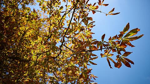 Der Deutsche Wetterdienst sagt f&uuml;r Montag und Mittwoch freundlicheres Herbstwetter vorher.