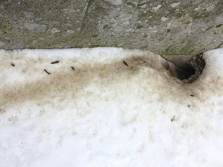 Am Marienhof &ndash; beziehungsweise darunter &ndash; haben es sich die Ratten gemütlich gemacht.
