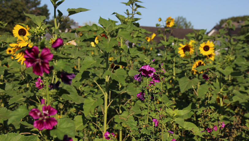 Sonnenblumen und noch viele andere Blumenarten wachsen hier. Sonnenblumen und noch viele andere Blumenarten wachsen hier.