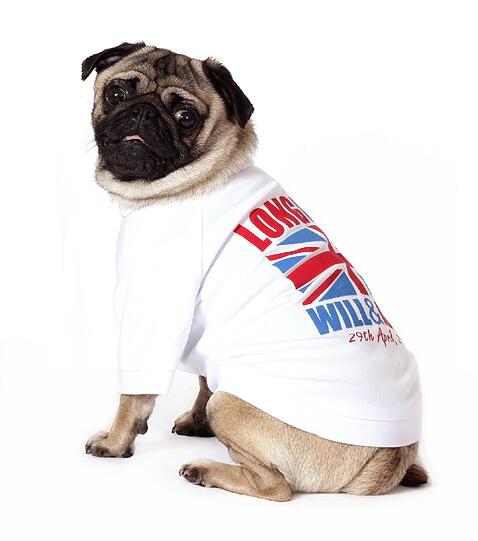 Auch für den Mops gibt's das Shirt zur Hochzeit. Ganz glücklich sieht der dicke Hund allerdings nicht aus...