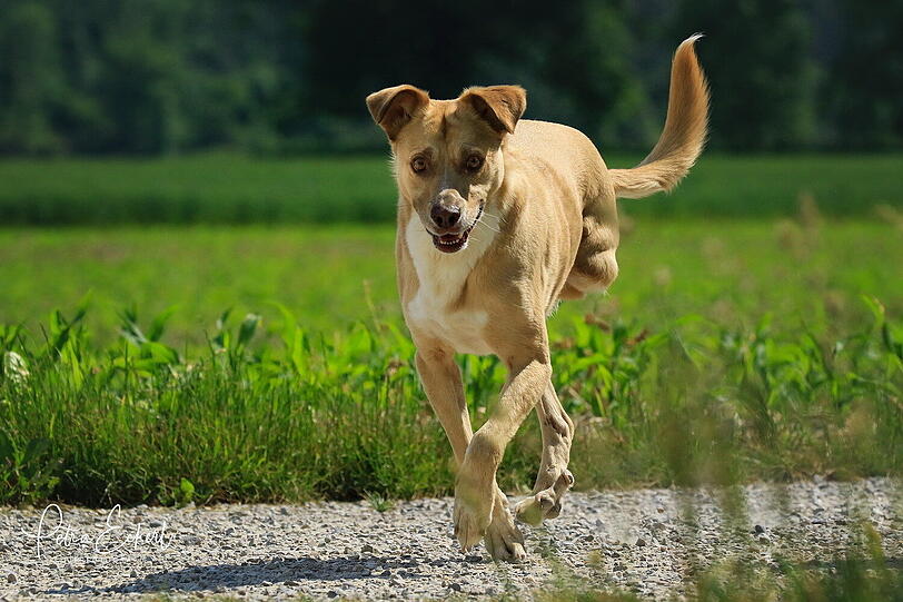 Hercules - ein Held auf drei Pfoten. Misshandelter Kettenhund mit super viel Angst ist mein Held. Wir versuchen auch unter Hundebesitzern Aufklärung zu betreiben, drei Beine sind überhaupt nicht schlimm.