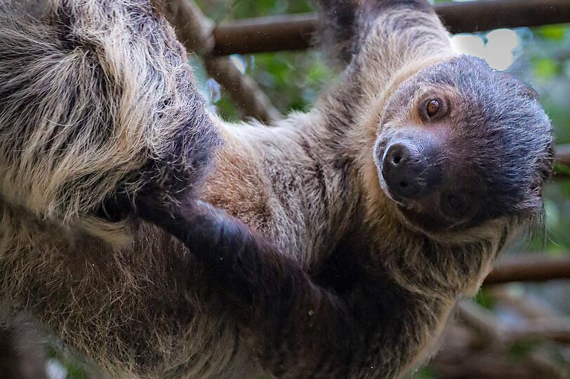 In Hellabrunn gibt es seit ein paar Tagen Faultier-Nachwuchs.