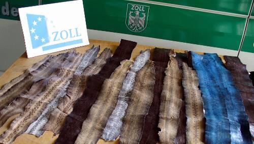 Geschmuggelte Reptilienhäute von den Philippinen Geschmuggelte Reptilienhäute von den Philippinen