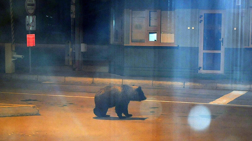An der russisch-lettischen Grenze spaziert seelenruhig ein Braunbär nachts am Grenzübergang Grebneva herum.
