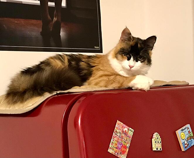 Magda