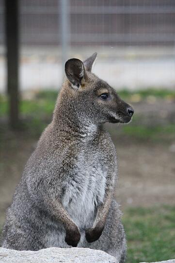 Wurde im Internet zum Kauf angeboten: Tierheim-Känguru "Jack".
