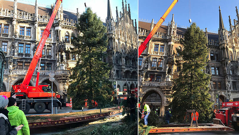Weihnachten kann kommen: Der Christbaum steht auf dem Marienplatz. Weihnachten kann kommen: Der Christbaum steht auf dem Marienplatz.
