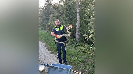 In Niederbayern wird eine zwei Meter lange Schlange gefunden. Jetzt befindet sie sich in M&uuml;nchen in der Reptilienauffangstation.