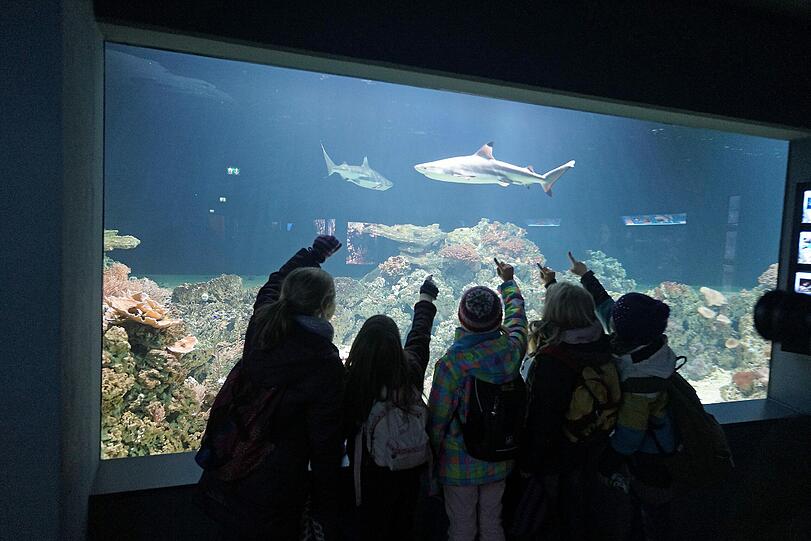 Die Haie Else und Kurt sind umgezogen und schwimmen jetzt in einer faszinierenden Unterwasserwelt im Tierpark Hellabrunn