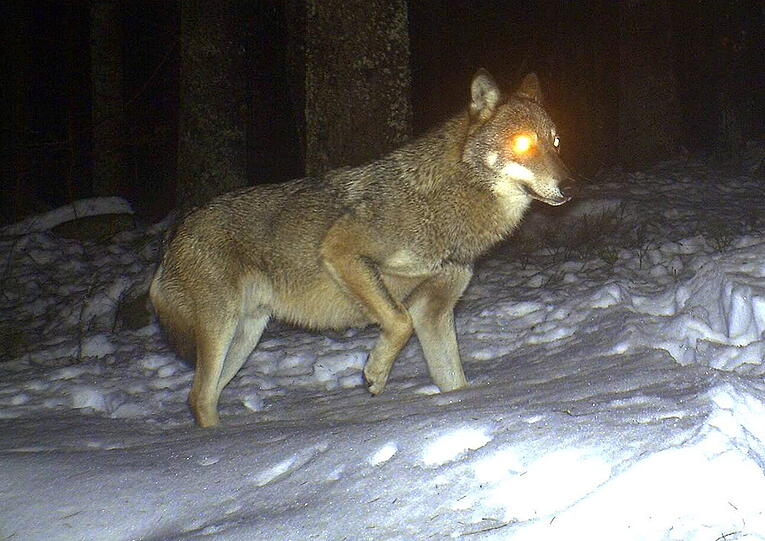 Das Foto vom 28. Januar zeigt einen Wolf, der im Nationalpark Bayerischer Wald fotografiert wurde.