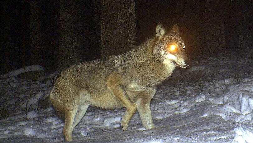 Das Foto vom 28. Januar zeigt einen Wolf, der im Nationalpark Bayerischer Wald fotografiert wurde. Das Foto vom 28. Januar zeigt einen Wolf, der im Nationalpark Bayerischer Wald fotografiert wurde.