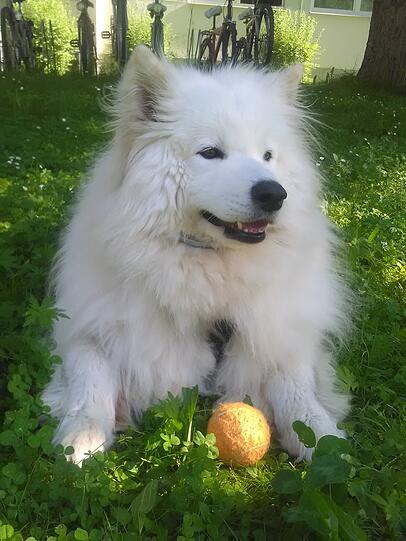 Toffi