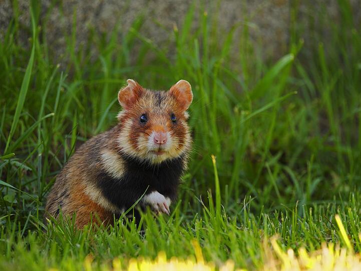 Einen "großen Hamster mit sehr großen Zähnen" wollte der Autofahrer angefahren haben? Nicht ganz. (Symbolbild)