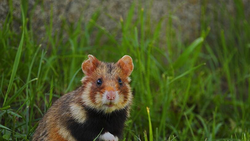 Einen "großen Hamster mit sehr großen Zähnen" wollte der Autofahrer angefahren haben? Nicht ganz. (Symbolbild) Einen "großen Hamster mit sehr großen Zähnen" wollte der Autofahrer angefahren haben? Nicht ganz. (Symbolbild)