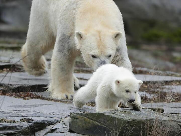 Die kleine, noch namenlose Eisbärin macht ihre erste Erkundungstour im Tierpark mit ihrer Mutter Tonja.