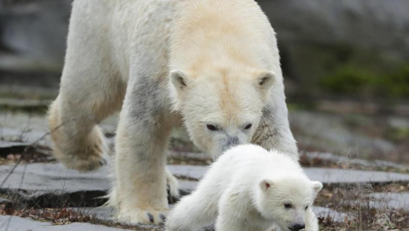 Die kleine, noch namenlose Eisbärin macht ihre erste Erkundungstour im Tierpark mit ihrer Mutter Tonja. Die kleine, noch namenlose Eisbärin macht ihre erste Erkundungstour im Tierpark mit ihrer Mutter Tonja.