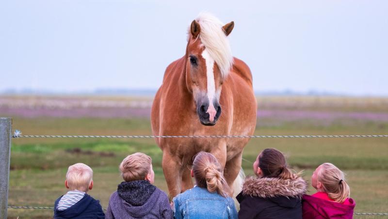 Wer als Kind viel Grün um sich herum hat, läuft später weniger stark Gefahr, eine psychische Erkrankung zu entwickeln. Wer als Kind viel Grün um sich herum hat, läuft später weniger stark Gefahr, eine psychische Erkrankung zu entwickeln.