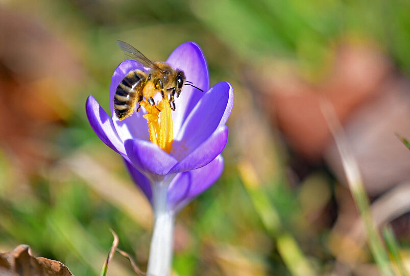 Eine Biene sitzt in einer Krokusbl&uuml;te.