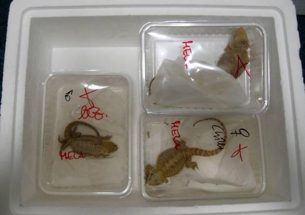 Bartagamen sind die am häufigsten von Priatleuten gehaltenen Reptilien in Deutschland.
