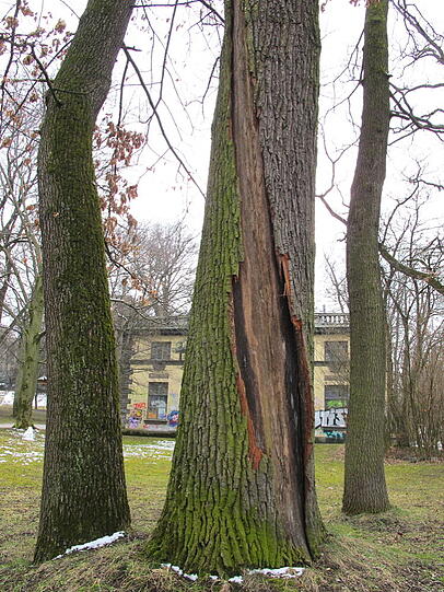 Das Maximilianswerk am Auer Mühlbach. Der baum davor wurde bereits einmal vom Blitz getroffen. AZ-Leser Djordje Matkovic hofft, dass dem Gebäude nicht das gleiche Schicksal droht.