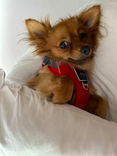 Lija: Weil er vom ängstlich aggressiven Tierheimhund eine tolle Entwicklung hingelegt hat und nun ein richtiger Schmuser ist. Zudem ist er hyperintelligent.
