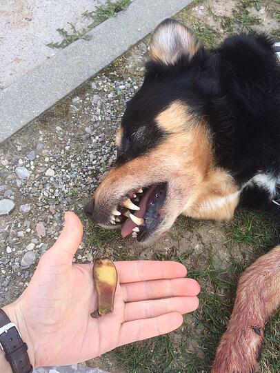 Die steinharte Frucht wurde ihm fast zum Verhängnis.